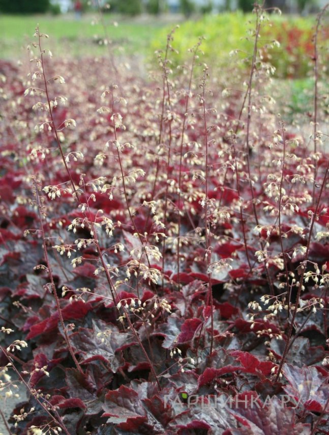 Гейхера Молли Буш