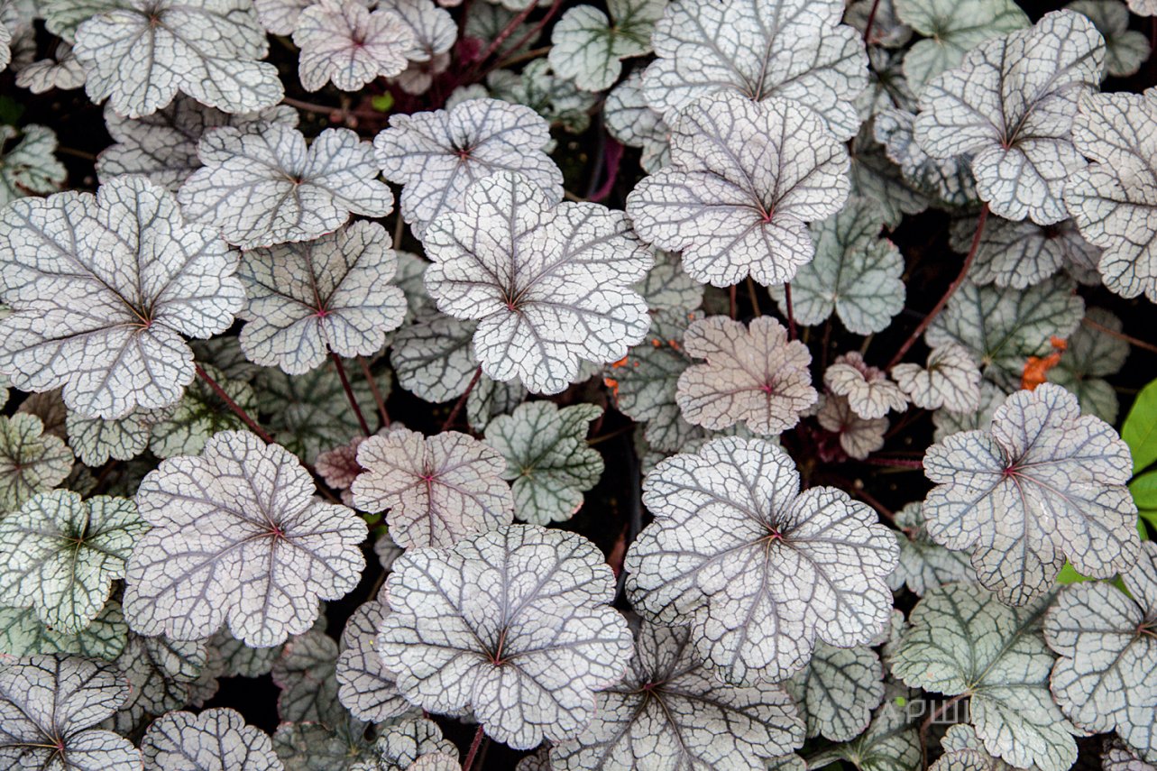 Гейхера Сильвер Лорд