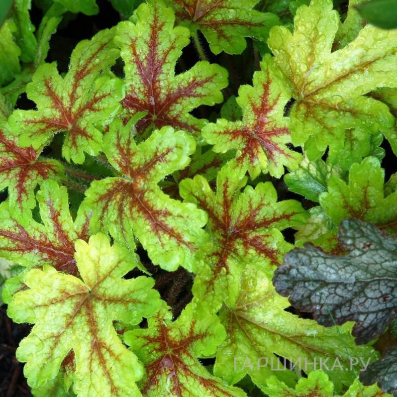 Гейхерелла Арт Нуво