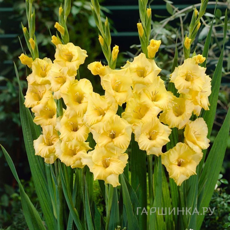 Гладиолус Джексонвилль Голд 5 шт.
