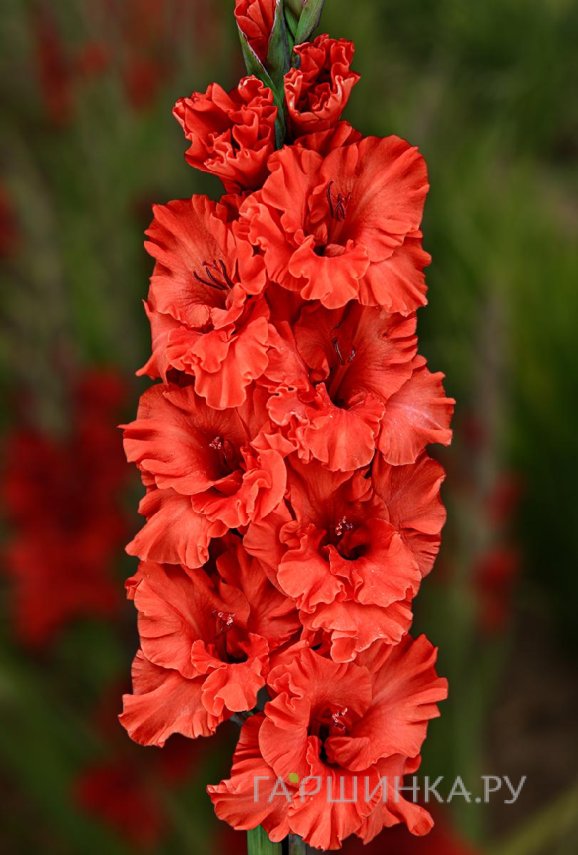 Гладиолус Файр Раффл