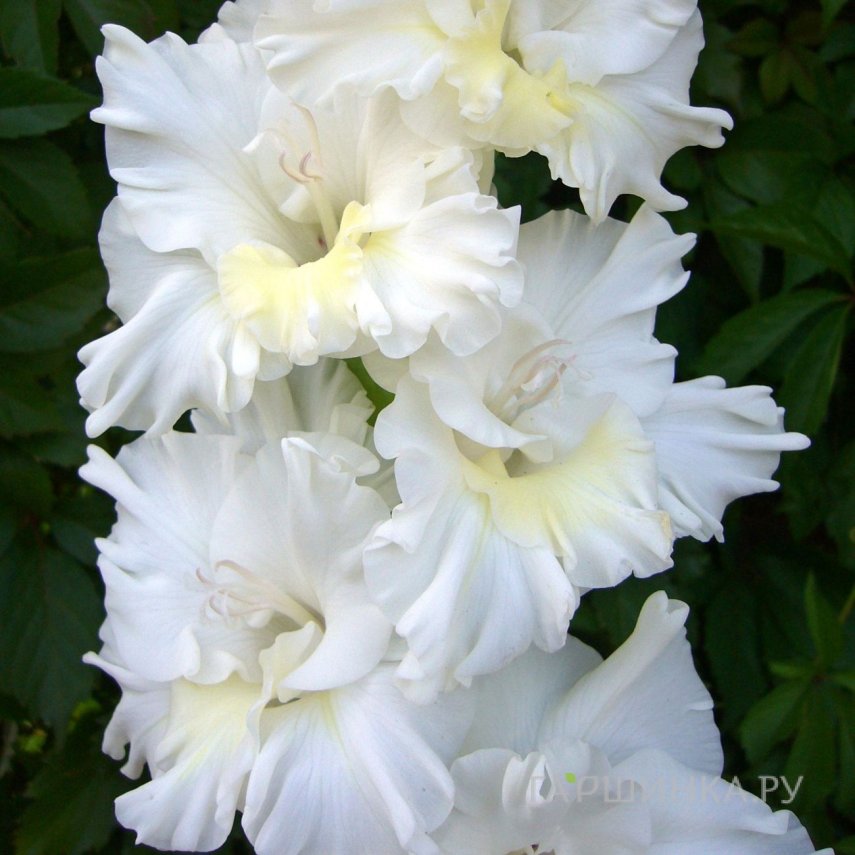 Гладиолус Сноуи Фриззл