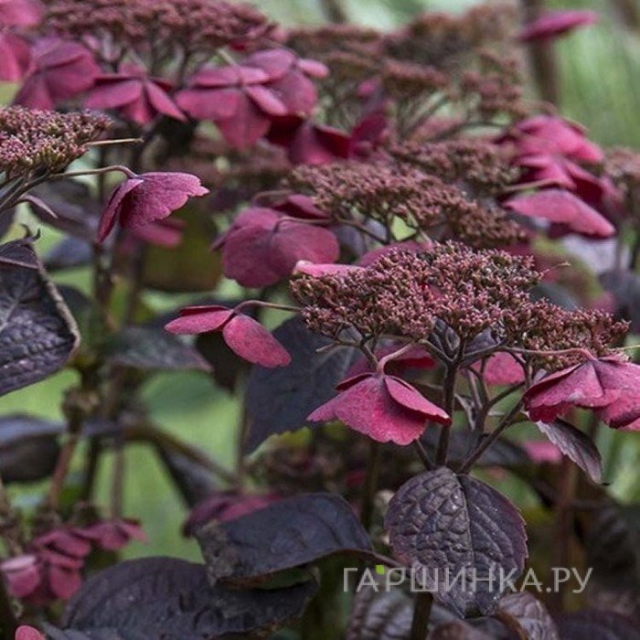 Гортензия Даредевил (Сорвиголова) пильчатая