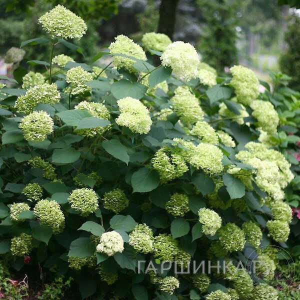 Гортензия Лайм Рики древовидная