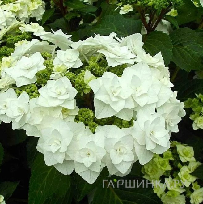 Гортензия Доппио Бьянко крупнолистная (макрофила)