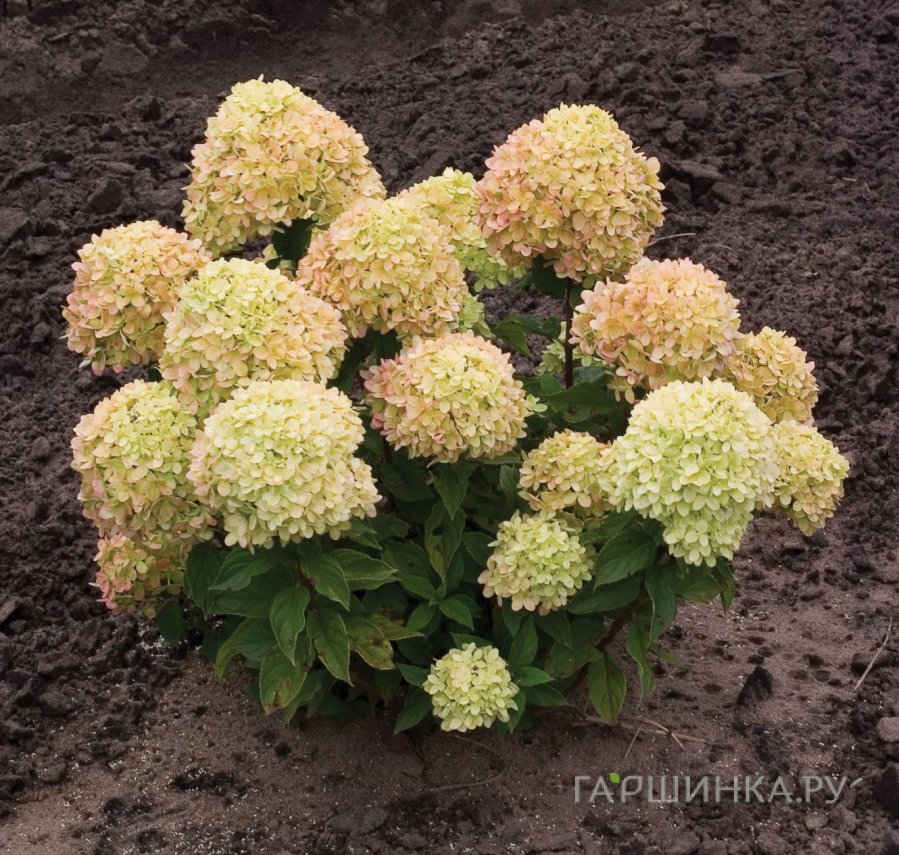 Гортензия Литл Лайм (Маленький Лайм) метельчатая