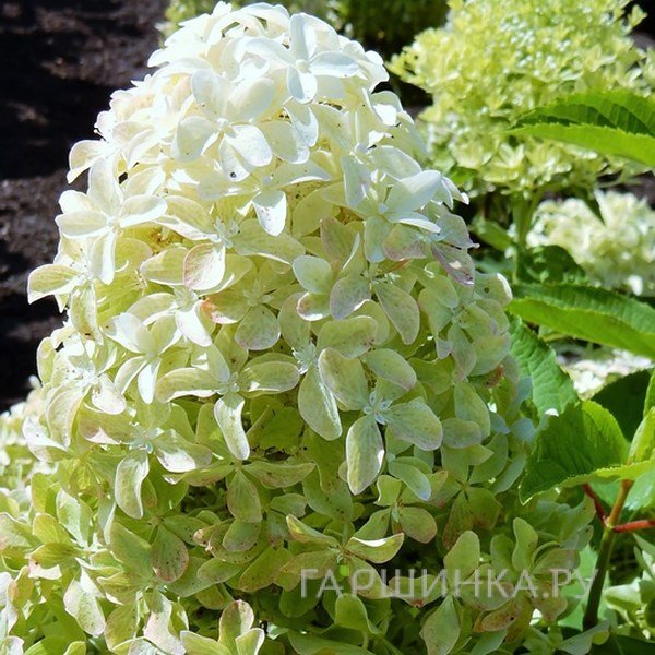 Жағажайда демалып жатқан кеуделі әйелдердің эротикалық бейнесі