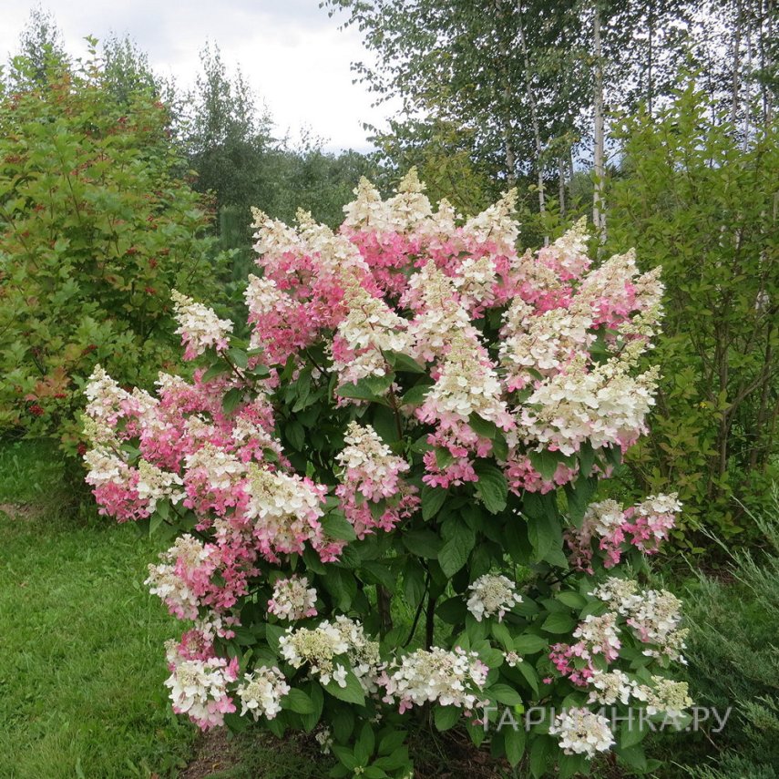 Гортензия метельчатая Пинки Винки