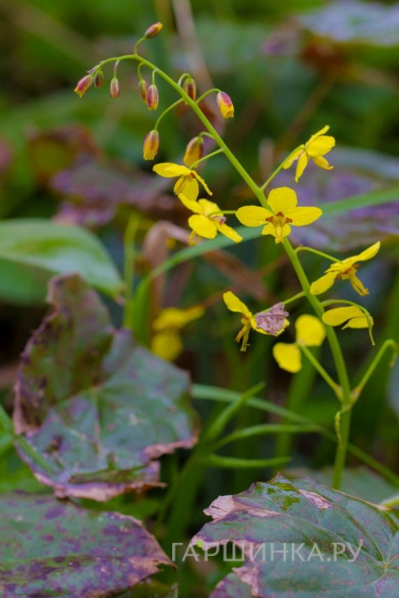 Горянка колхидская