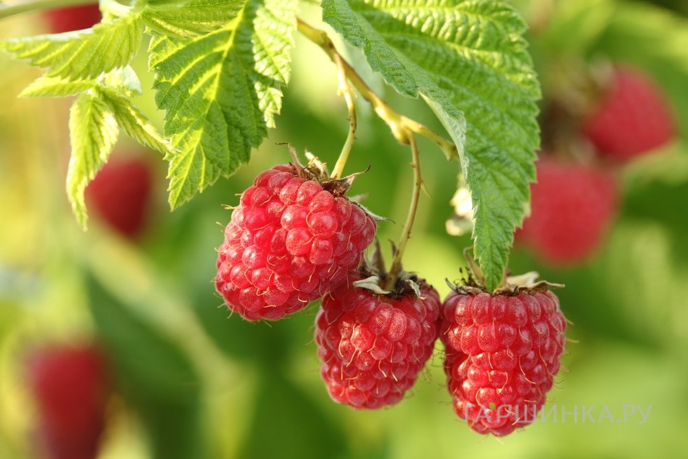 Малина Метеор полуремонтантная красная