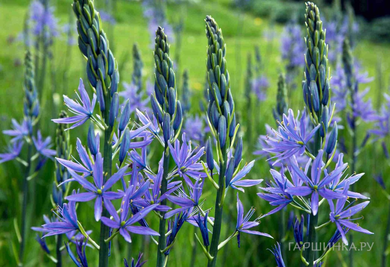 Камассия Блю Мелоди