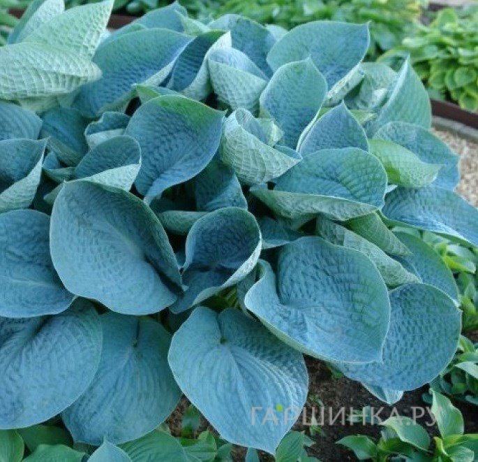 Хоста Лав Пэт (M)