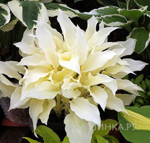 Хоста Вайт Фезе (Белое перо) (M)
