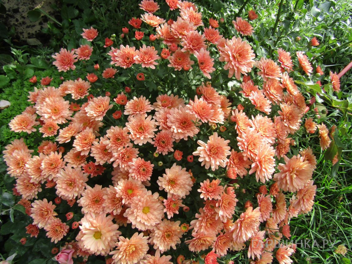 Хризантема мультифлора Бранбич Салмон