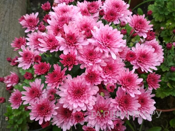 Хризантема мультифлора Брансаунд Пинк