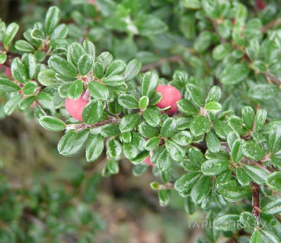 Кизильник мелколистный