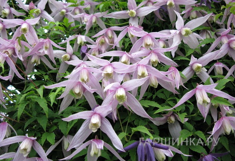 Клематис (Ломонос) альпийский Вилли (1)