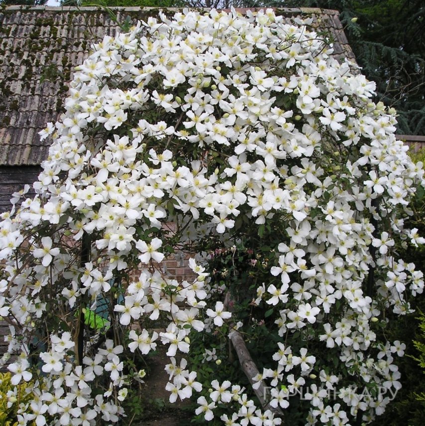 Клематис монтана Грандифлора (1)