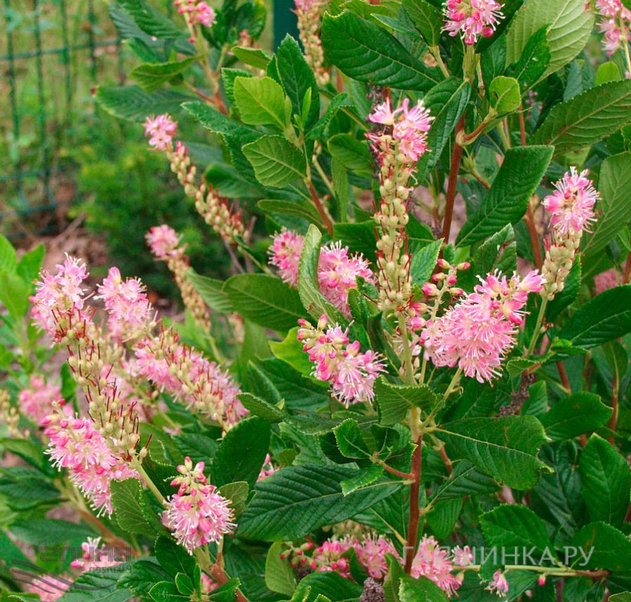 Клетра Пинк Спайр