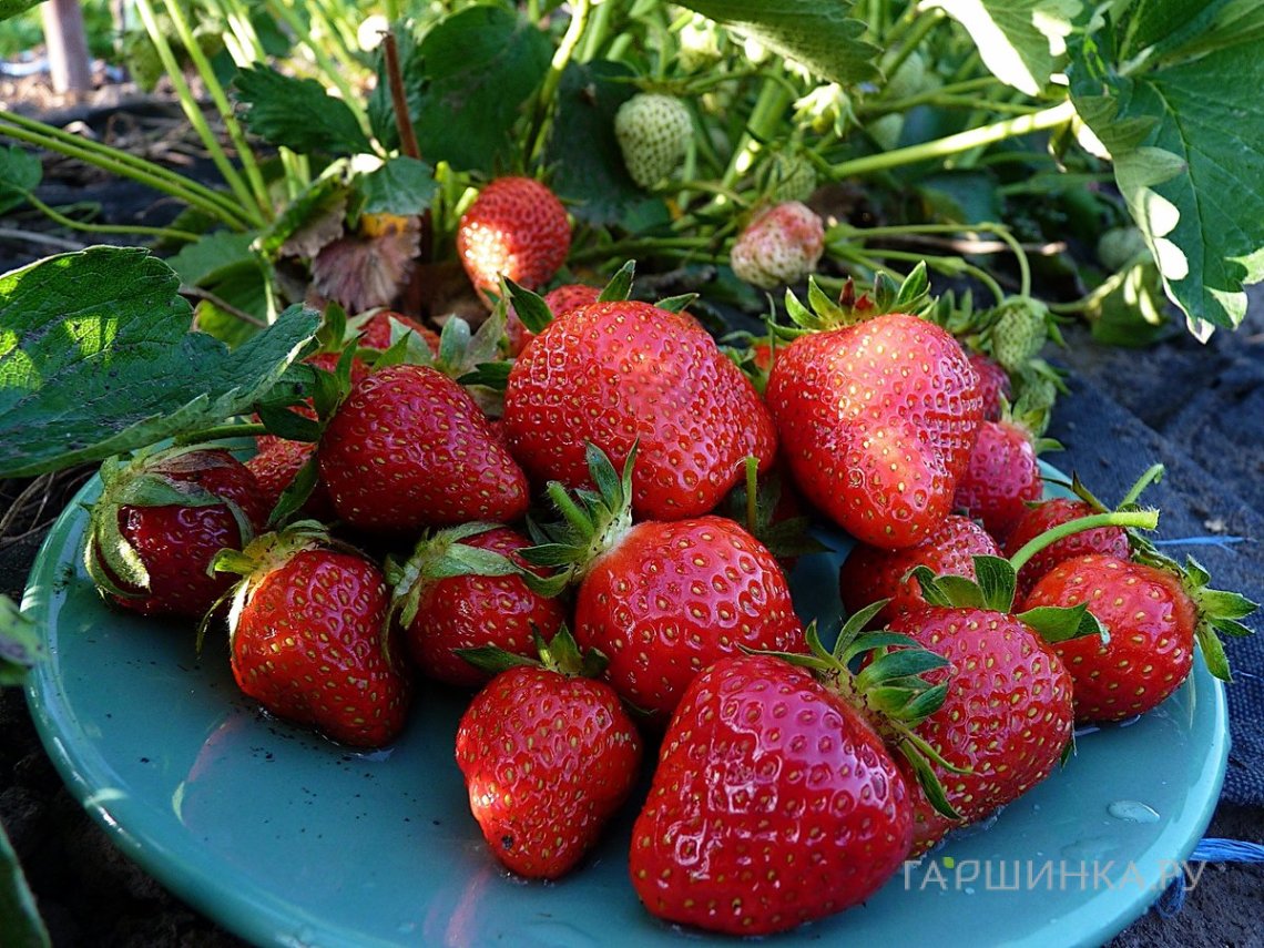 Клубника Альба