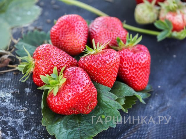 Клубника Априка