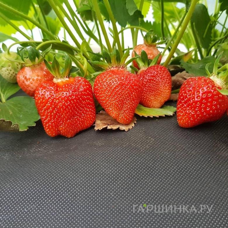 Клубника Азия