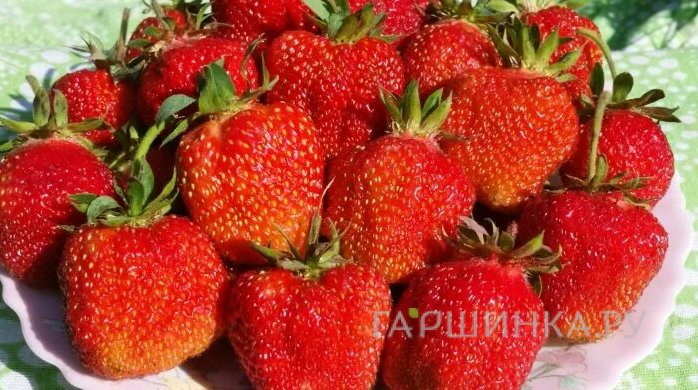Клубника Богема