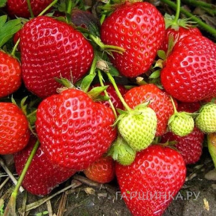 Клубника Бравура