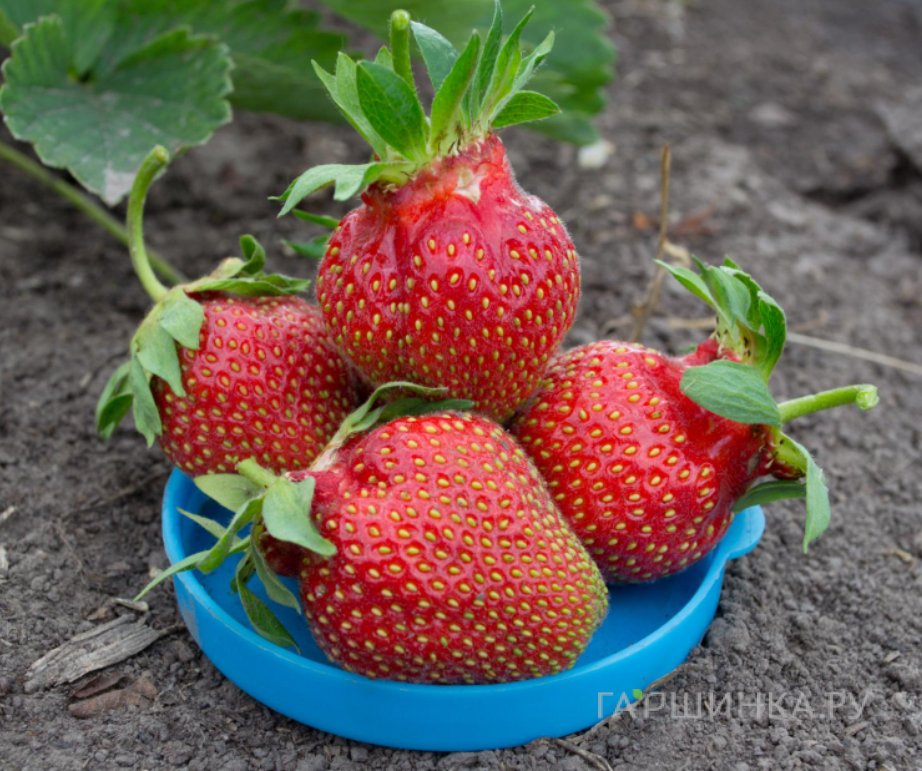Клубника Царица