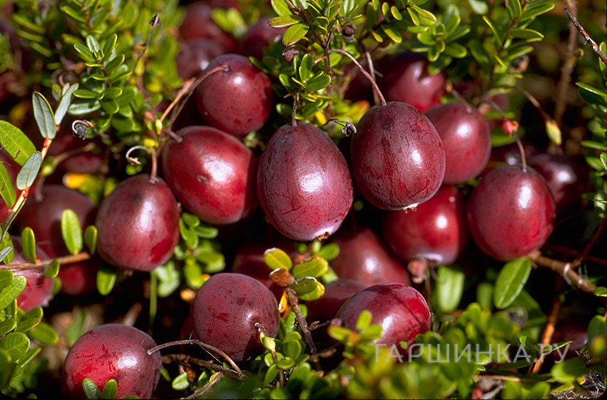 Клюква Бен Лир крупноплодная