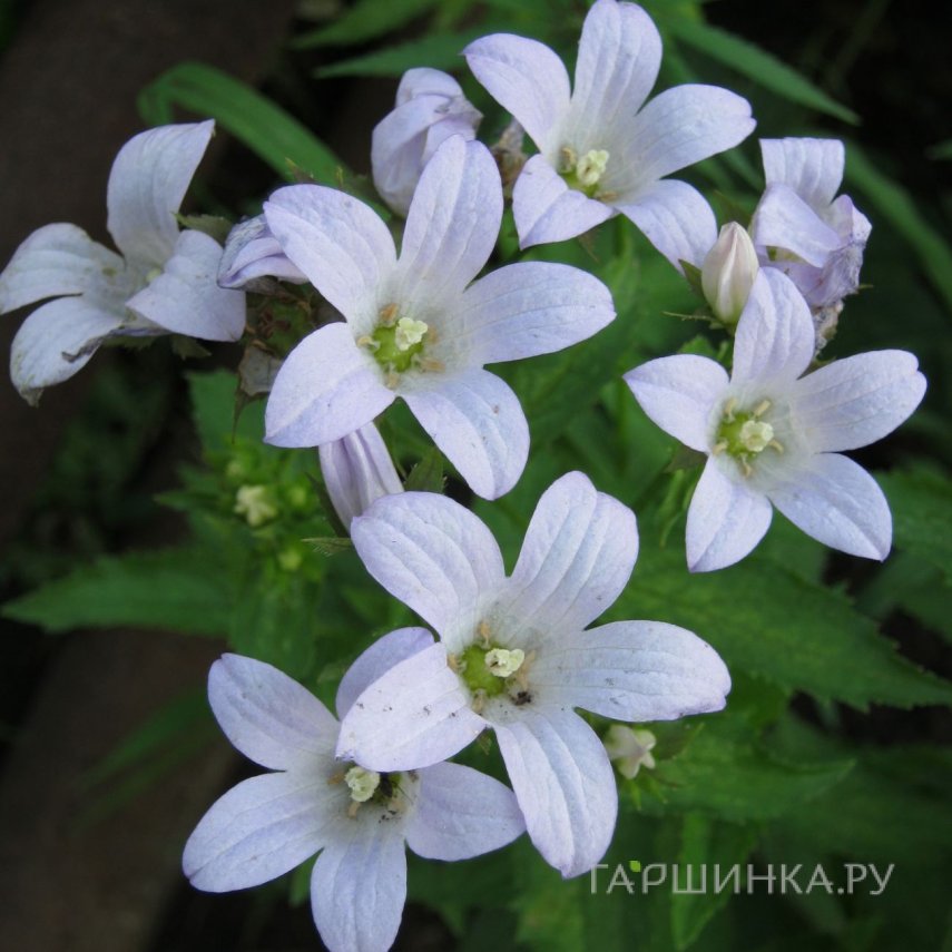 Колокольчик молочноцветковый Вайт Пуфф