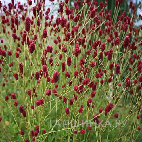 Кровохлебка Битлвингз