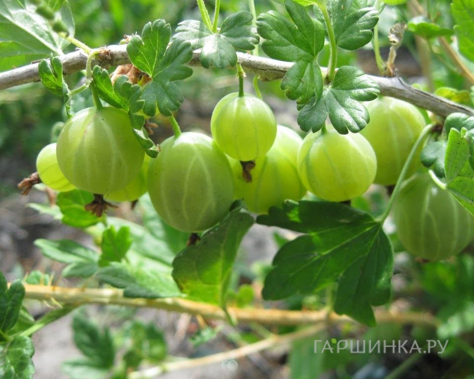 Крыжовник Берилл крупноплодный зеленый