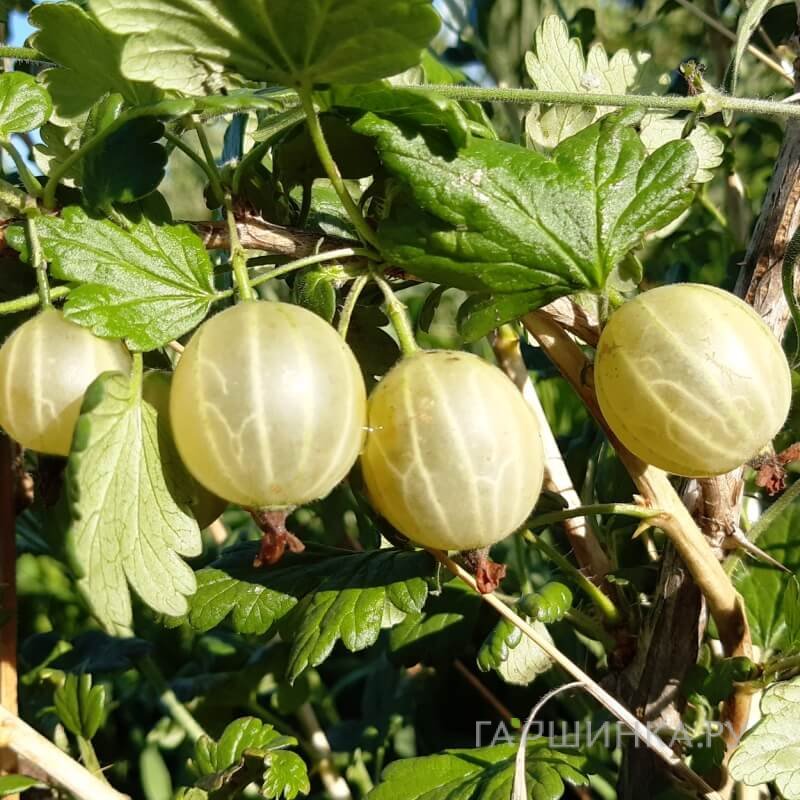 Крыжовник Белорусский сахарный