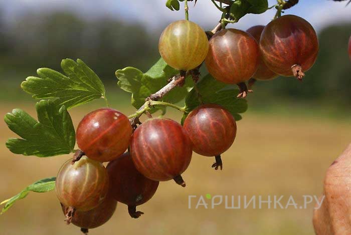 Крыжовник Раволт слабошипованный