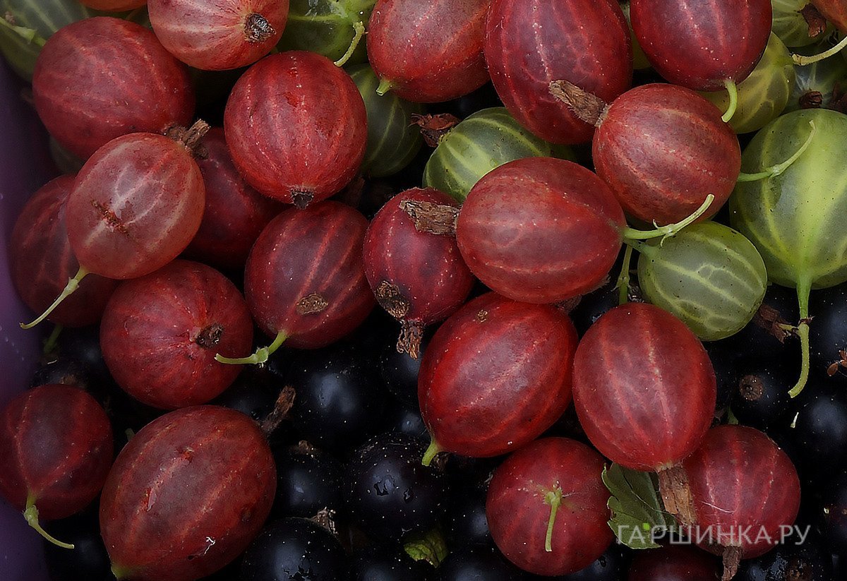 Крыжовник Шершневский урожайный сладкий