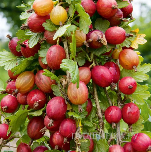 Крыжовник Яркий сладкий