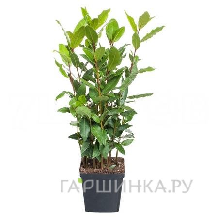 Лавр нобилис