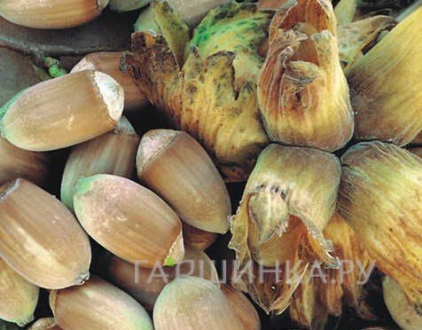 Лещина обыкновенная (фундук) Вебба Ценный