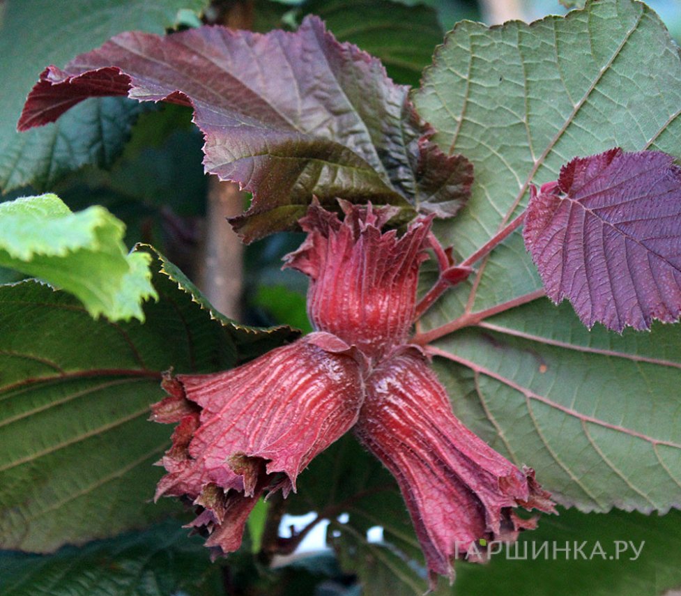 Лещина обыкновенная Зеллернут (фундук)
