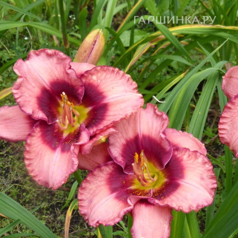 Лилейник Дан Махони