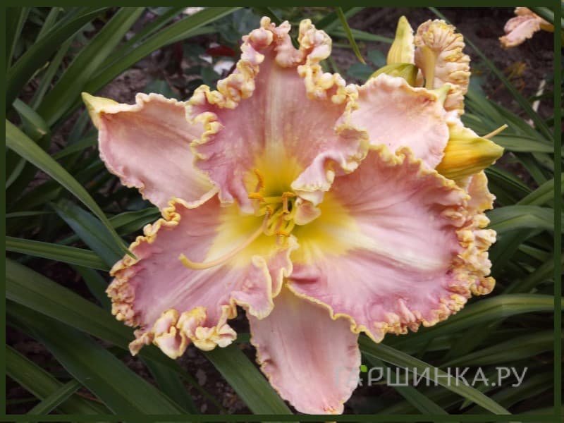 Лилейник Lavender TuTu