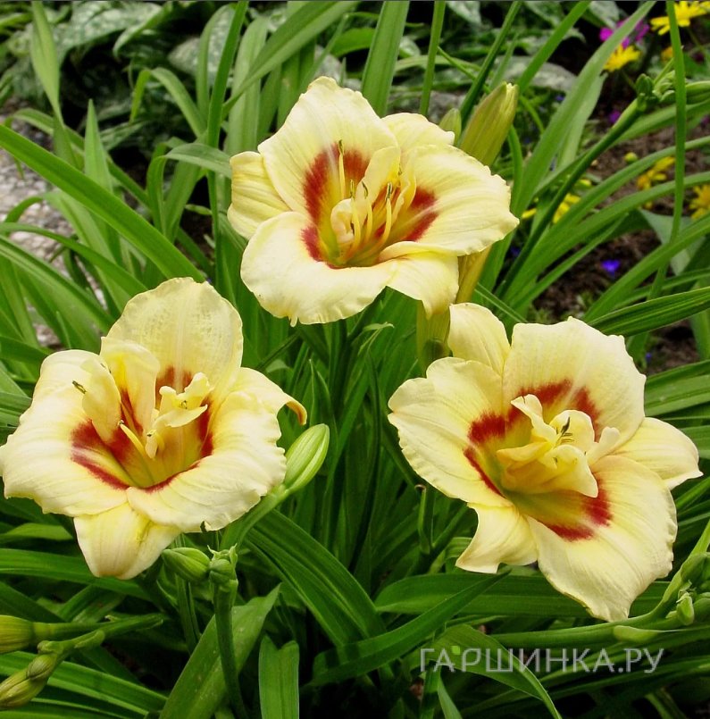 Лилейник Лонгфилдс Энджел