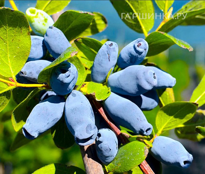 Жимолость Аврора