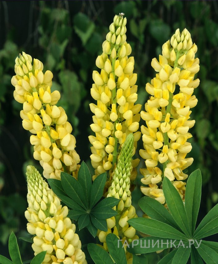 Люпин Шанделиер