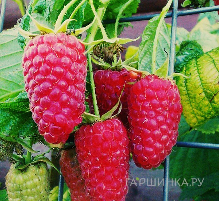 Малина Краса России бесшипная красная