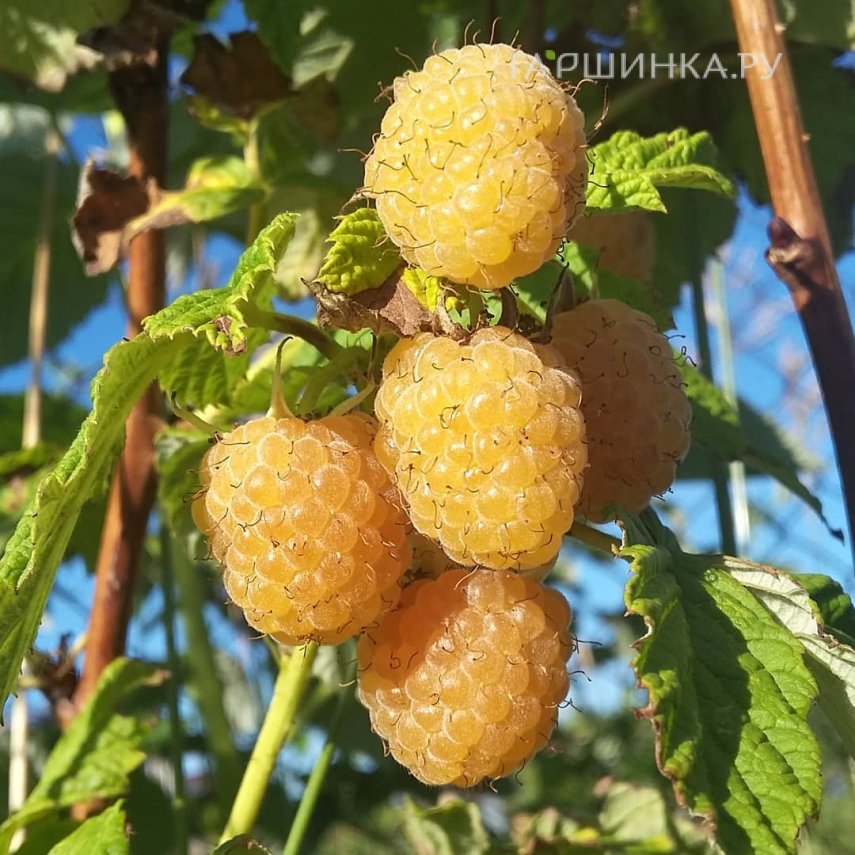 Малина Желтый гигант полуремонтантная (лицензионная)