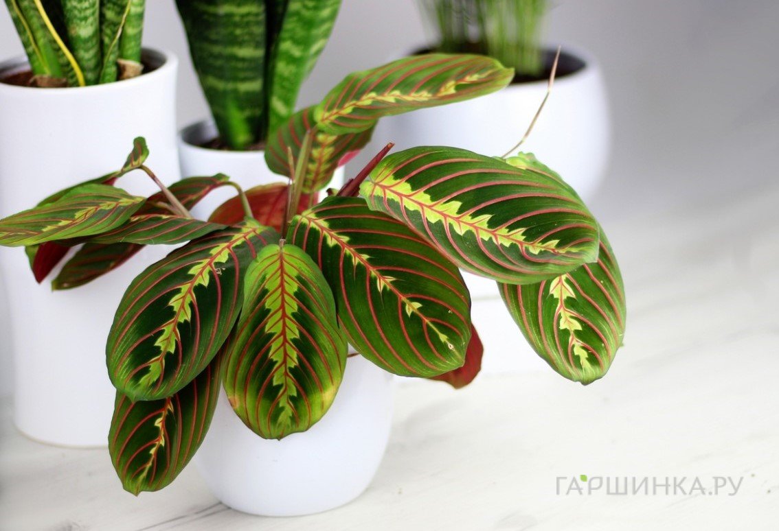 Маранта Фасцинатор Триколор