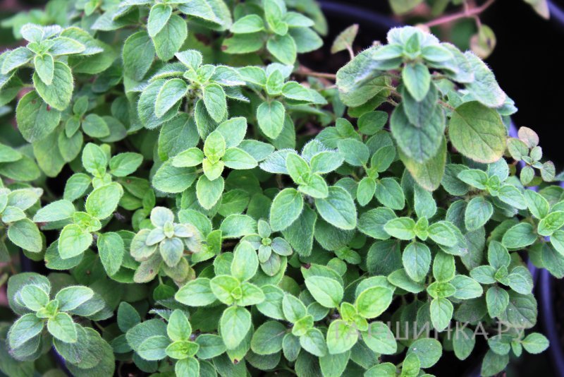 Майоран Венеция