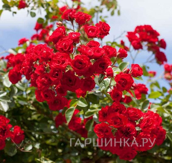 Роза Скарлет Мейдилэнд, Мейян (лиц)